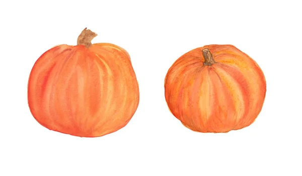 Ilustracja akwarela dwóch pomarańczowych dyń — Zdjęcie stockowe
