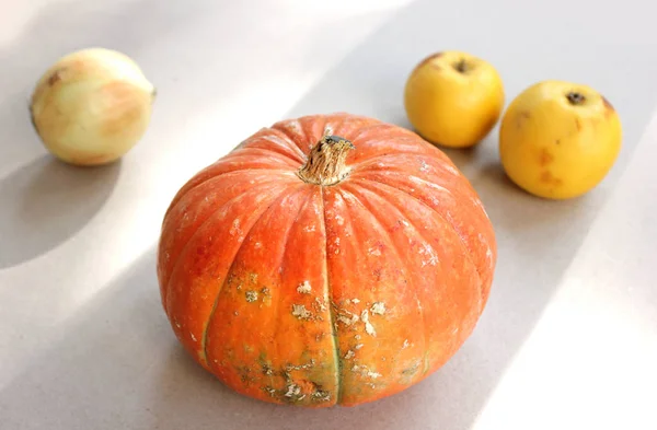 Calabaza naranja, manzanas amarillas y cebolla sobre cartón gris — Foto de Stock