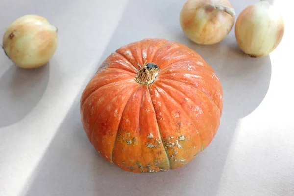 Abóbora de laranja e cebolas em cinza de papelão — Fotografia de Stock