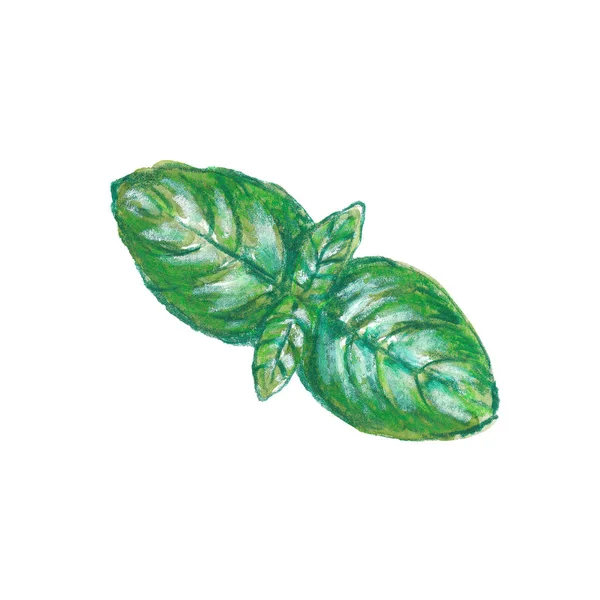 Illustrazione ad acquerello di foglie di basilico con texture a matita — Foto Stock