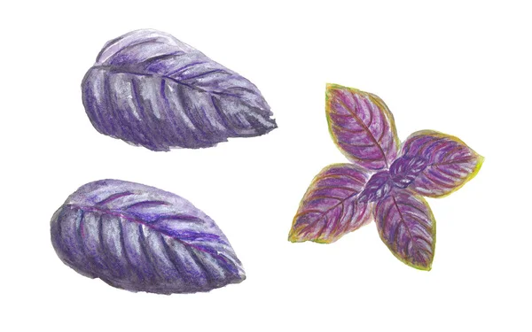 水彩插图集紫色罗勒叶与铅笔 tex — 图库照片