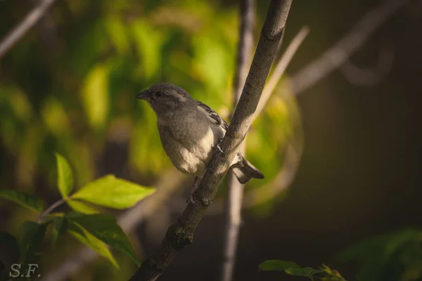 Schöner Vogel Auf Einem Ast — Stockfoto