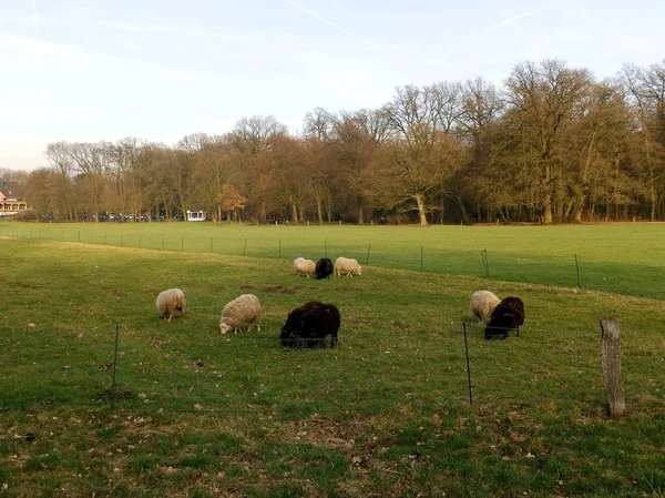 Sheep on the pasture in Germany