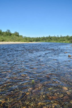 Komi bakir ormanları. UNESCO Dünya Mirası, Yugyd Va Milli Parkı, Shchugor Nehri.