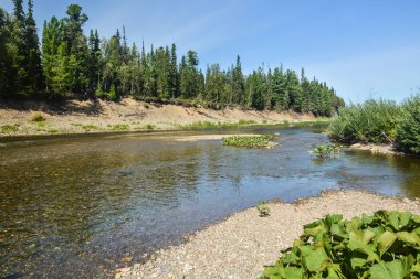 Komi bakir ormanları. UNESCO Dünya Mirası, Yugyd Va Milli Parkı, Shchugor Nehri.