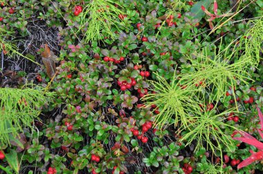Çalılar kızılcık. Olgun kızılcık Taimyr Yarımadası'nda, Doğu Sibirya, Rusya Federasyonu.