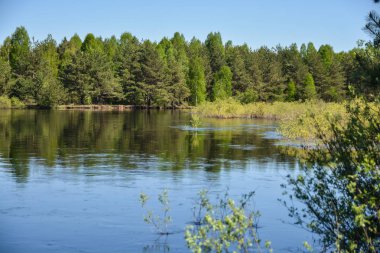 Orta Rusya Milli Parkında bahar geldi. Erken Mayıs ayında orman nehirde Ryazan bölgesi.