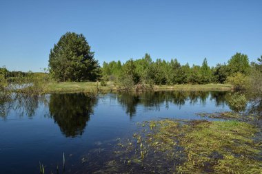 Orta Rusya Milli Parkında bahar geldi. Erken Mayıs ayında orman nehirde Ryazan bölgesi.