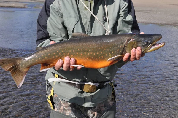 Pêche Réussie Omble Chevalier Pêcheur Trophée Sur Plateau Putorana Est — Photo