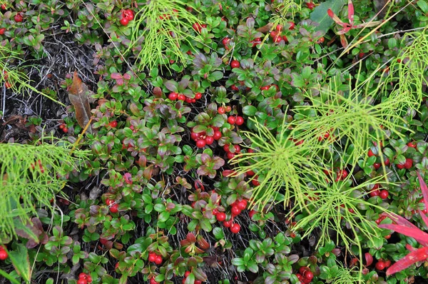 Arbustos Cranberries Cranberries Maduras Península Taimyr Sibéria Oriental Rússia — Fotografia de Stock