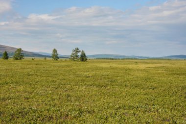 Foothill tundra. Rusya Polar Uralların Tabiat Parkı.