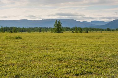Foothill tundra. Rusya Polar Uralların Tabiat Parkı.