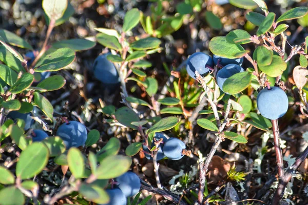 熟したブルーベリー ヤマルのツンドラで果実が熟す — ストック写真