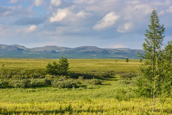 Foothill tundra. Rusya Polar Uralların Tabiat Parkı.
