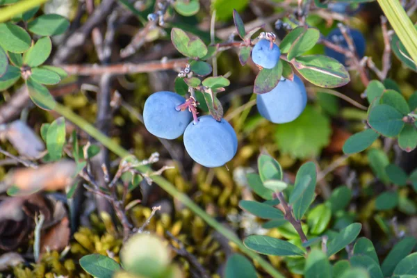 Reife Blaubeeren Beeren Reifen Der Jamal Tundra — Stockfoto