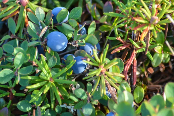 Reife Blaubeeren Beeren Reifen Der Jamal Tundra — Stockfoto