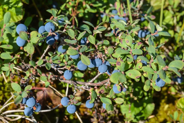 Reife Blaubeeren Beeren Reifen Der Jamal Tundra — Stockfoto