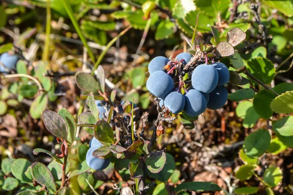 Reife Blaubeeren Beeren Reifen Der Jamal Tundra — Stockfoto