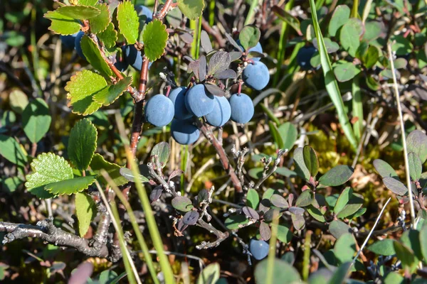 Reife Blaubeeren Beeren Reifen Der Jamal Tundra — Stockfoto