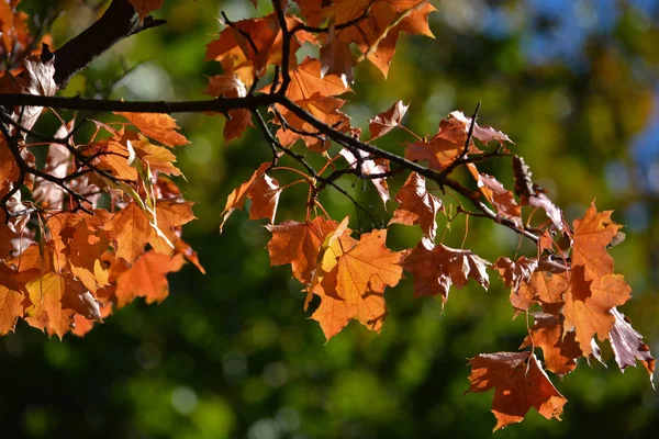 Herfst Esdoorn Bladeren Aan Bomen Herfst Het Seizoen Van Vallende — Stockfoto