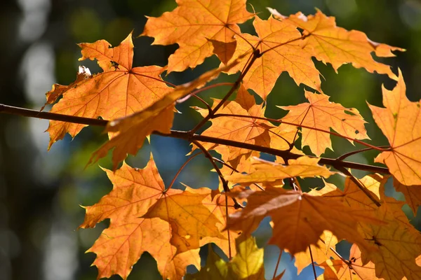 Herfst Esdoorn Bladeren Aan Bomen Herfst Het Seizoen Van Vallende — Stockfoto