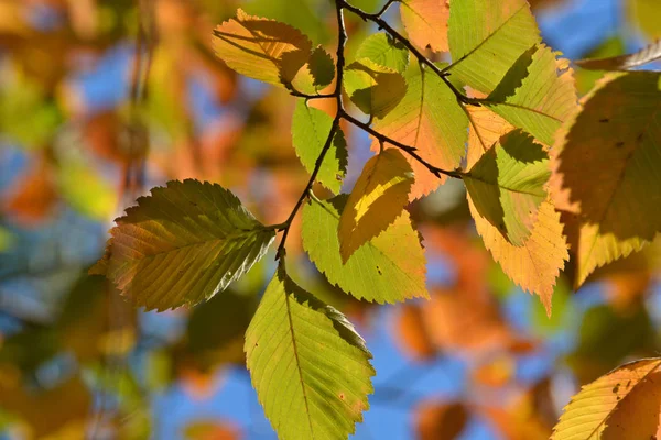 Jesienne Liście Drzewach Elm Jesień Pora Spadających Liści Pięknych Drzew — Zdjęcie stockowe