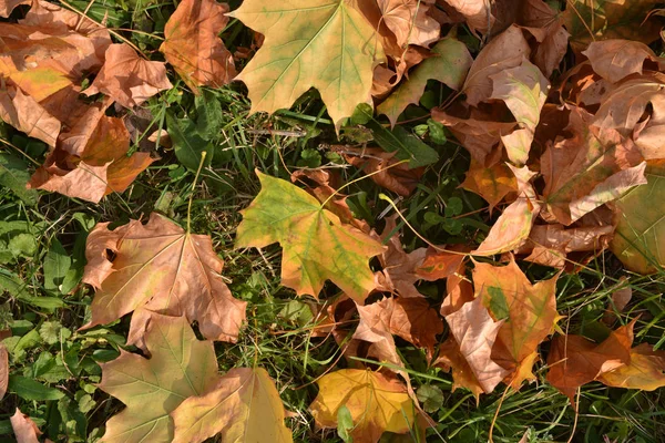 Φθινοπωρινά Φύλλα Στο Γρασίδι Φθινόπωρο Είναι Εποχή Της Πτώση Των — Φωτογραφία Αρχείου