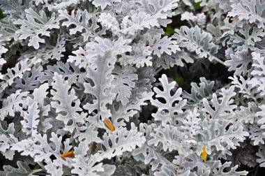 Arka plan dekoratif yaprakları ile. Renksiz görüntü süslü flowerbed süs bitki yaprakları.