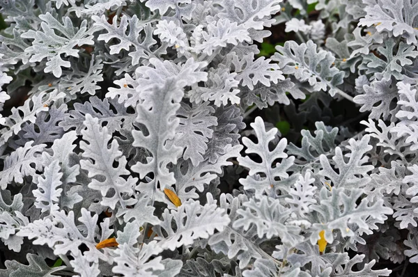 装飾的な葉と抽象的な背景は 無色透明の画像が派手な花壇に観葉植物の葉します — ストック写真