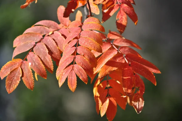 Tijd Van Leaf Fall Heldere Bladeren Takken Afbeelding Van Herfst — Stockfoto