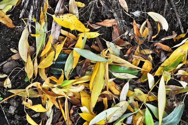 Осіннє Листя Траві Парку Тло Опалого Листя Жовтні — стокове фото