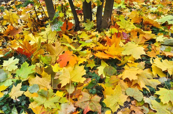 Foglie Autunnali Sull Erba Del Parco Sfondo Foglie Cadute Ottobre — Foto Stock