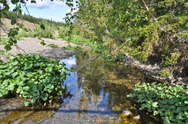 polar Urallar vadisinde. Avrupa Rusya'nın Kuzey manzara su.