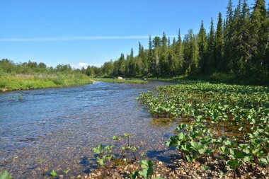 Virgin Komi ormanlar. Kuzey Nehri Shchugor Urallardan bir ulusal parkta temiz.