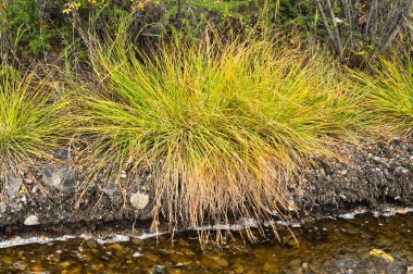 o çimen Yakutya kapağı. Rusya, Doğu Yakutya, bir ridge, Suntar-khayata