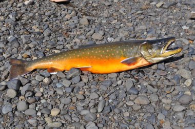 Arctic char kupa balık tutma. Arctic char, güneş tarafından aydınlatılmış bir iplik üzerinde yakaladı.