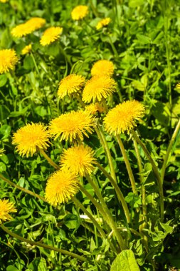 Sarı karahindiba. Yeşil bahar otlaklarının arka planında parlak çiçekler..