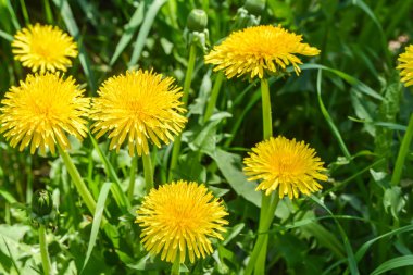 Sarı karahindiba. Yeşil bahar otlaklarının arka planında parlak çiçekler..