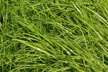Çim dokusu. Arka plan taze yeşil sulu çimen.