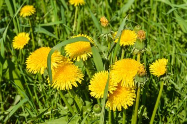 Sarı karahindiba. Yeşil bahar otlaklarının arka planında parlak çiçekler..