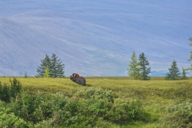 Musk ox on the Yamal Peninsula. Fauna of the Polar-Ural nature Park.