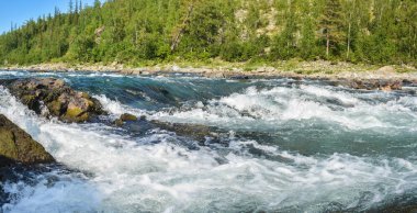 River rapids Polar Urallarda panorama. Rusya'nın Kuzey yaz su manzara.