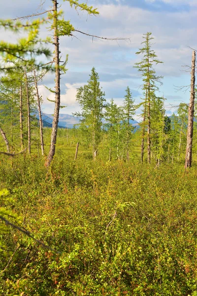 Paysage Forêt Toundra Sur Plateau Putorana Taimyr Sibérie Russie — Photo