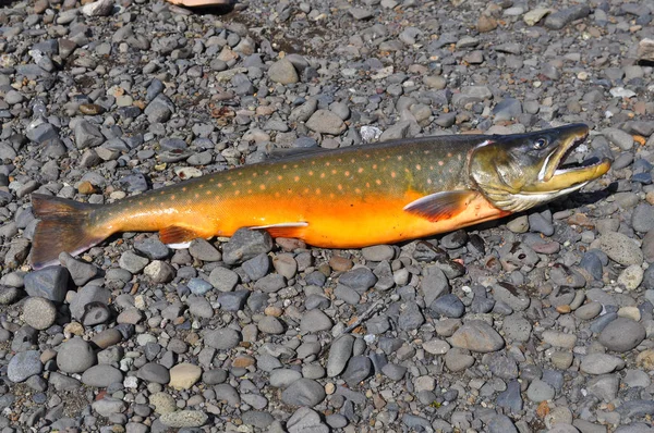 Arctic char kupa balık tutma. Arctic char, güneş tarafından aydınlatılmış bir iplik üzerinde yakaladı.