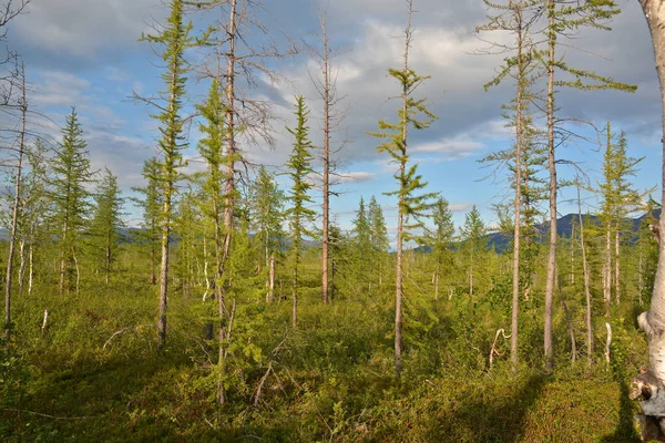 Landscape Foothill Forest Tundra Putorana Plateau Taimyr Siberia Russia — Stock Photo, Image