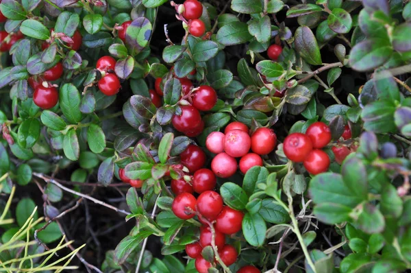 Reife Preiselbeeren Preiselbeersträucher Spätsommer Auf Der Taimyr Halbinsel — Stockfoto