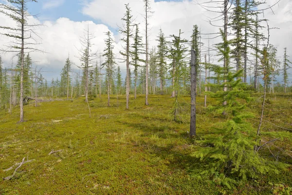 Landschaft Vorgebirgstundra Auf Dem Putorana Plateau Taimyr Sibirien Russland — Stockfoto