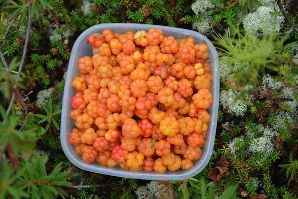 Cloudberries Kom Met Verzamelde Verse Cloudberries Putorana Plateau Tajmyr Siberië — Stockfoto