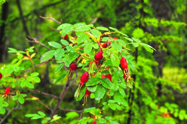 葉の緑と明るい赤ローズ ヒップ ブッシュの熟したお尻 — ストック写真
