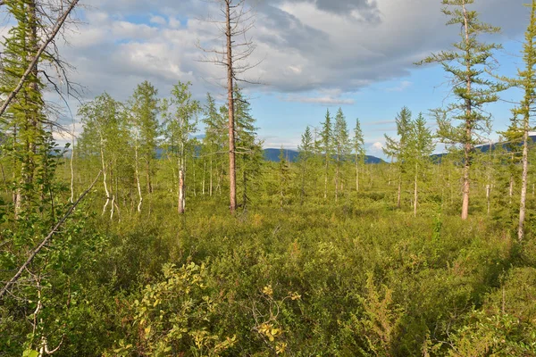 Landscape Foothill Forest Tundra Putorana Plateau Taimyr Siberia Russia — Stock Photo, Image